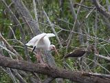 C Everglades 059 : Everglades
